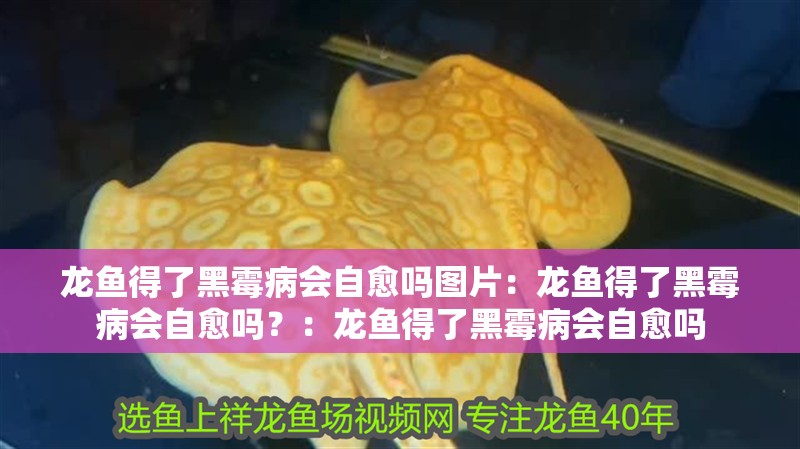 龍魚得了黑霉病會自愈嗎圖片：龍魚得了黑霉病會自愈嗎？：龍魚得了黑霉病會自愈嗎
