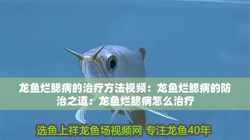 龍魚爛鰓病的治療方法視頻：龍魚爛鰓病的防治之道：龍魚爛鰓病怎么治療