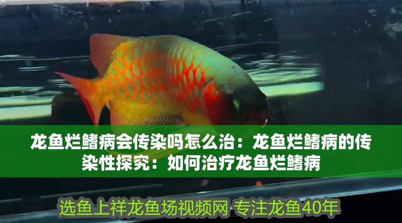 龍魚爛鰭病會(huì)傳染嗎怎么治：龍魚爛鰭病的傳染性探究：如何治療龍魚爛鰭病