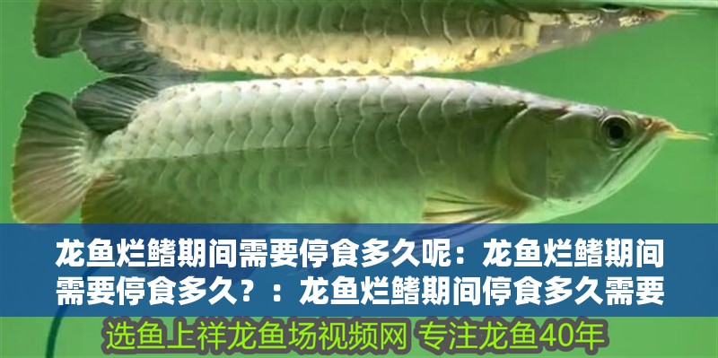龍魚爛鰭期間需要停食多久呢：龍魚爛鰭期間需要停食多久？：龍魚爛鰭期間停食多久需要停食多久，水質管理需要注意什么