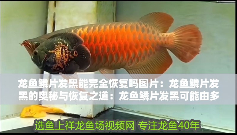 龍魚(yú)鱗片發(fā)黑能完全恢復(fù)嗎圖片：龍魚(yú)鱗片發(fā)黑的奧秘與恢復(fù)之道：龍魚(yú)鱗片發(fā)黑可能由多種因素引起龍魚(yú)鱗片發(fā)黑的原因