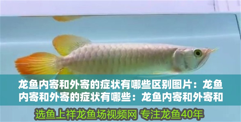 龍魚內寄和外寄的癥狀有哪些區別圖片：龍魚內寄和外寄的癥狀有哪些：龍魚內寄和外寄和外寄的癥狀是因為病原體侵入龍魚的體內