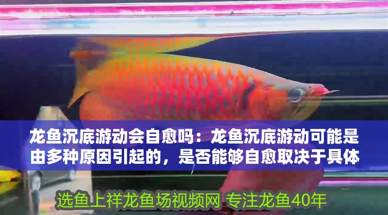 龍魚沉底游動會自愈嗎：龍魚沉底游動可能是由多種原因引起的，是否能夠自愈取決于具體原因