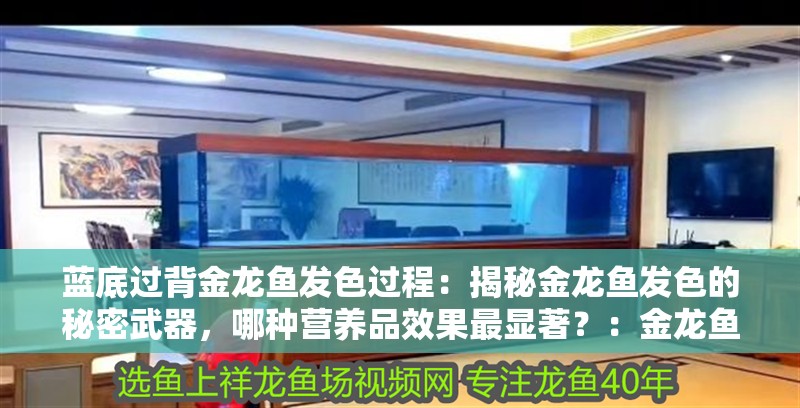 藍底過背金龍魚發色過程：揭秘金龍魚發色的秘密武器，哪種營養品效果最顯著？：金龍魚發色的基本原理