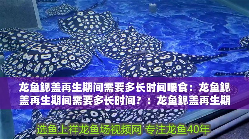 龍魚鰓蓋再生期間需要多長時間喂食：龍魚鰓蓋再生期間需要多長時間？：龍魚鰓蓋再生期間的喂食時間
