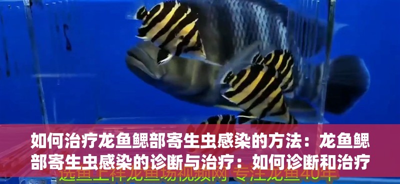 如何治療龍魚鰓部寄生蟲感染的方法：龍魚鰓部寄生蟲感染的診斷與治療：如何診斷和治療龍魚的鰓部寄生蟲
