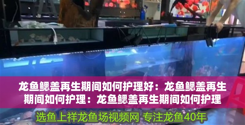 龍魚鰓蓋再生期間如何護理好：龍魚鰓蓋再生期間如何護理：龍魚鰓蓋再生期間如何護理
