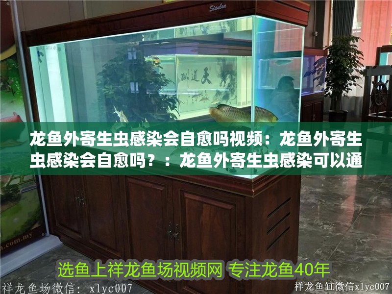 龍魚外寄生蟲感染會自愈嗎視頻：龍魚外寄生蟲感染會自愈嗎？：龍魚外寄生蟲感染可以通過自身免疫系統自愈嗎？