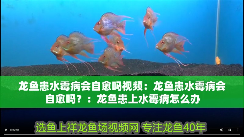 龍魚患水霉病會自愈嗎視頻：龍魚患水霉病會自愈嗎？：龍魚患上水霉病怎么辦