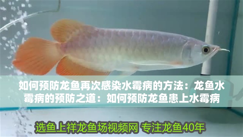 如何預防龍魚再次感染水霉病的方法：龍魚水霉病的預防之道：如何預防龍魚患上水霉病