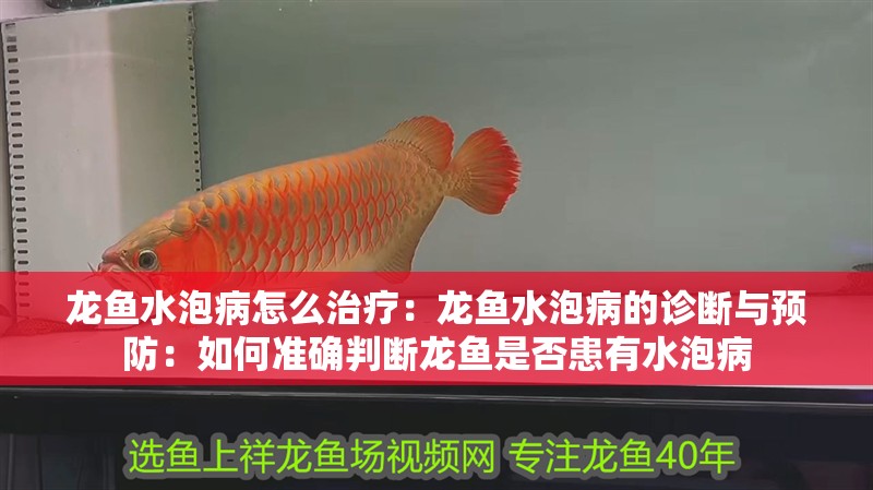 龍魚水泡病怎么治療：龍魚水泡病的診斷與預防：如何準確判斷龍魚是否患有水泡病