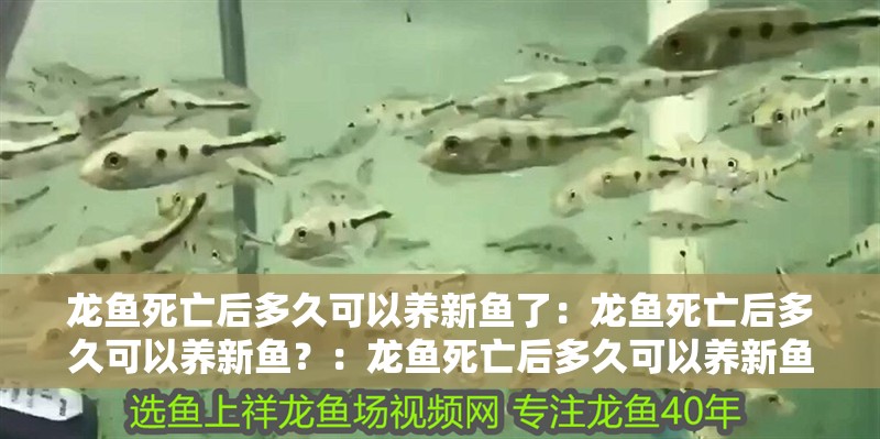 龍魚死亡后多久可以養新魚了：龍魚死亡后多久可以養新魚？：龍魚死亡后多久可以養新魚