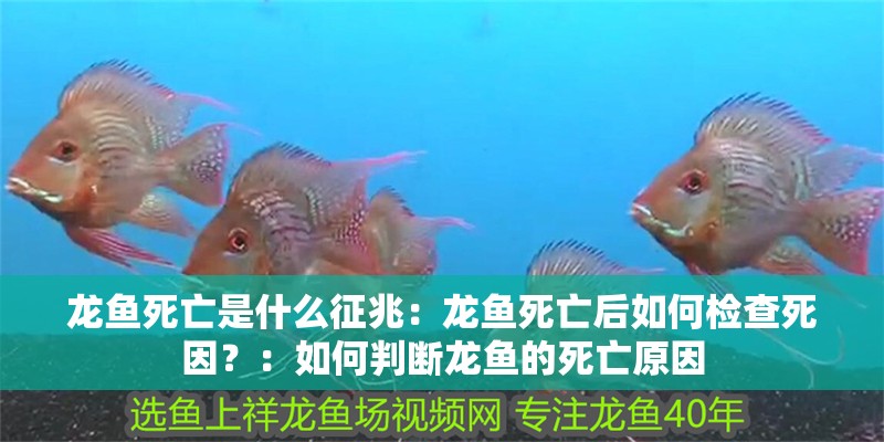 龍魚死亡是什么征兆：龍魚死亡后如何檢查死因？：如何判斷龍魚的死亡原因