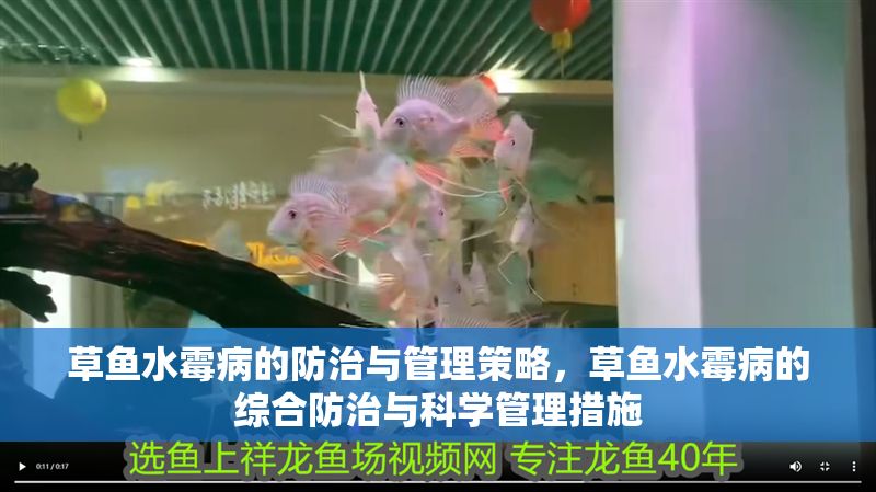 草魚水霉病的防治與管理策略，草魚水霉病的綜合防治與科學(xué)管理措施