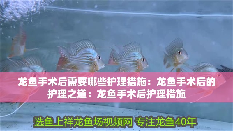 龍魚手術后需要哪些護理措施：龍魚手術后的護理之道：龍魚手術后護理措施