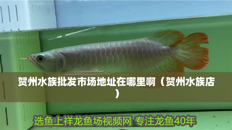 賀州水族批發市場地址在哪里啊（賀州水族店）