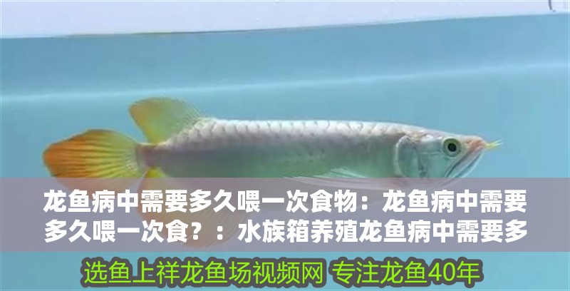 龍魚病中需要多久喂一次食物：龍魚病中需要多久喂一次食？：水族箱養殖龍魚病中需要多久喂一次食以及如何根據病情調整喂食策略