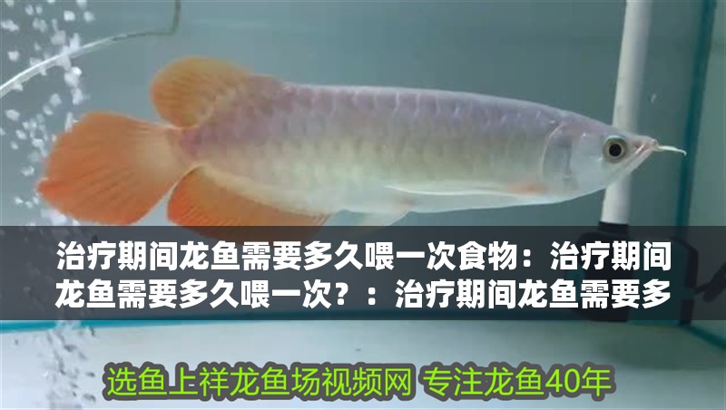 治療期間龍魚需要多久喂一次食物：治療期間龍魚需要多久喂一次？：治療期間龍魚需要多久喂一次