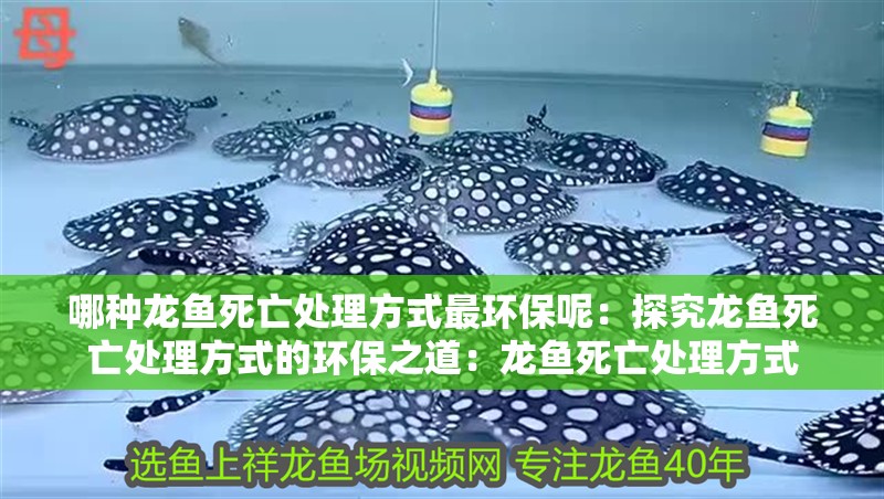 哪種龍魚死亡處理方式最環(huán)保呢：探究龍魚死亡處理方式的環(huán)保之道：龍魚死亡處理方式