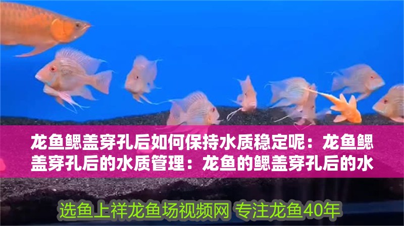 龍魚鰓蓋穿孔后如何保持水質穩定呢：龍魚鰓蓋穿孔后的水質管理：龍魚的鰓蓋穿孔后的水質管理