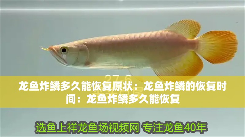 龍魚炸鱗多久能恢復原狀：龍魚炸鱗的恢復時間：龍魚炸鱗多久能恢復