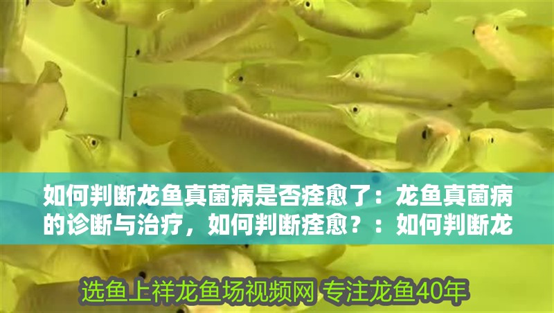 如何判斷龍魚(yú)真菌病是否痊愈了：龍魚(yú)真菌病的診斷與治療，如何判斷痊愈？：如何判斷龍魚(yú)真菌病是否痊愈
