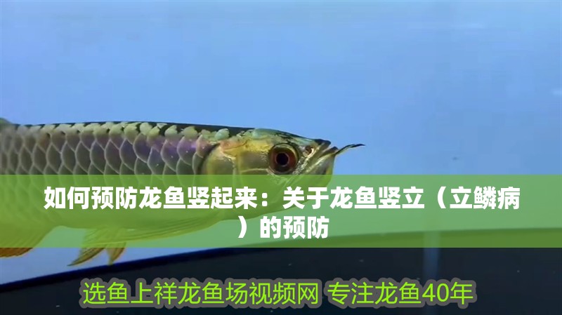 如何預防龍魚豎起來：關于龍魚豎立（立鱗?。┑念A防