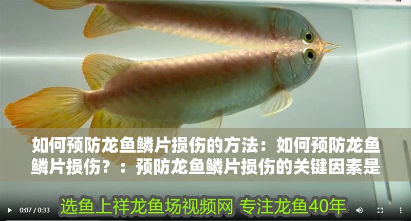 如何預防龍魚鱗片損傷的方法：如何預防龍魚鱗片損傷？：預防龍魚鱗片損傷的關鍵因素是預防鱗片損傷的關鍵因素