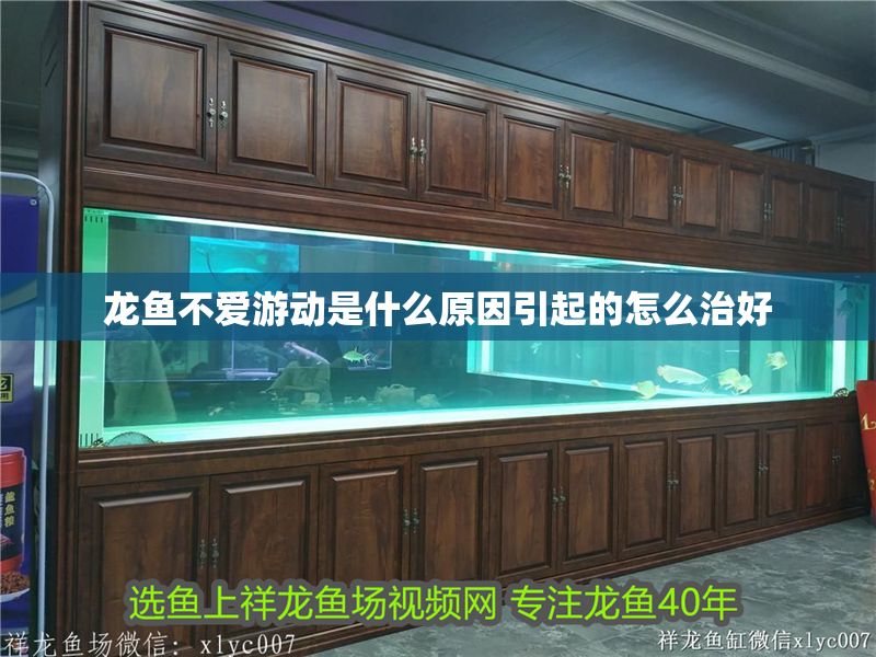 龍魚不愛游動是什么原因引起的怎么治好