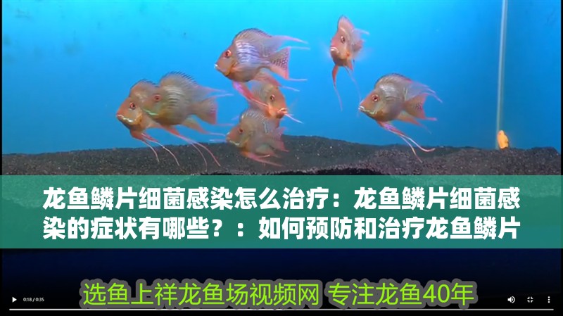 龍魚鱗片細(xì)菌感染怎么治療：龍魚鱗片細(xì)菌感染的癥狀有哪些？：如何預(yù)防和治療龍魚鱗片細(xì)菌感染