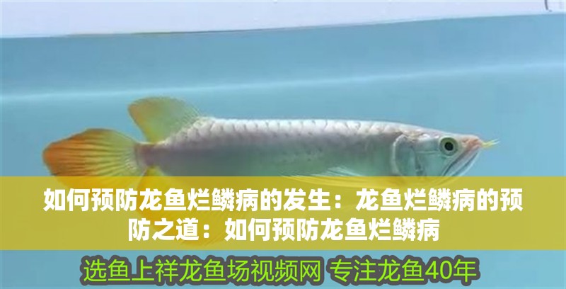 如何預防龍魚爛鱗病的發(fā)生：龍魚爛鱗病的預防之道：如何預防龍魚爛鱗病