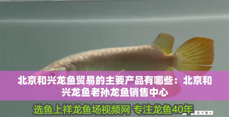 北京和興龍魚貿(mào)易的主要產(chǎn)品有哪些：北京和興龍魚老孫龍魚銷售中心