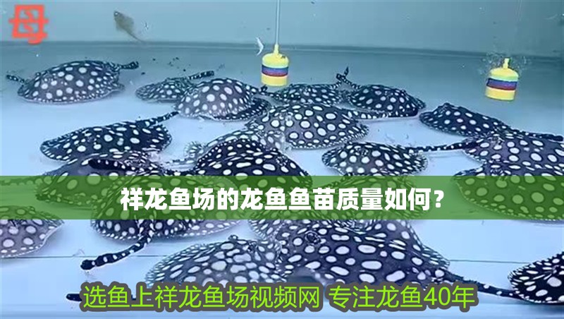 詳細閱讀:祥龍魚場的龍魚魚苗質量如何? 祥龍魚場的龍魚魚苗質量如何?