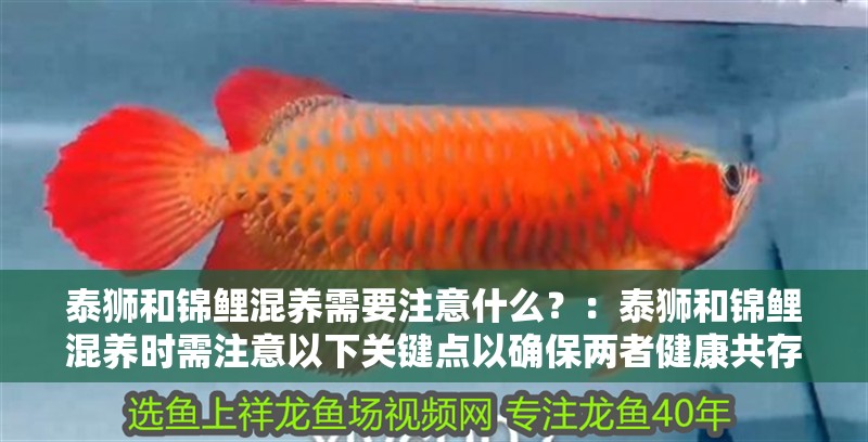 泰獅和錦鯉混養(yǎng)需要注意什么？：泰獅和錦鯉混養(yǎng)時需注意以下關(guān)鍵點以確保兩者健康共存