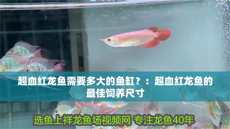 超血紅龍魚需要多大的魚缸？：超血紅龍魚的最佳飼養(yǎng)尺寸