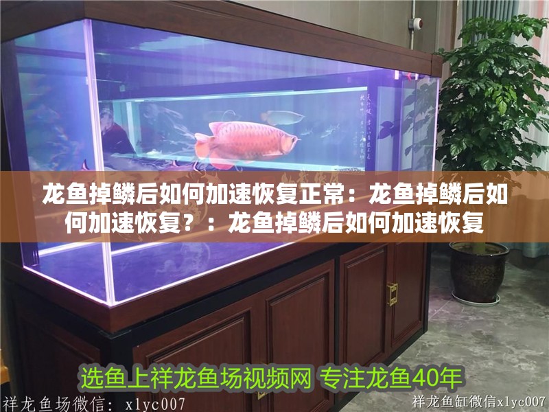 龍魚掉鱗后如何加速恢復正常：龍魚掉鱗后如何加速恢復？：龍魚掉鱗后如何加速恢復