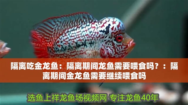 隔離吃金龍魚：隔離期間龍魚需要喂食嗎？：隔離期間金龍魚需要繼續喂食嗎