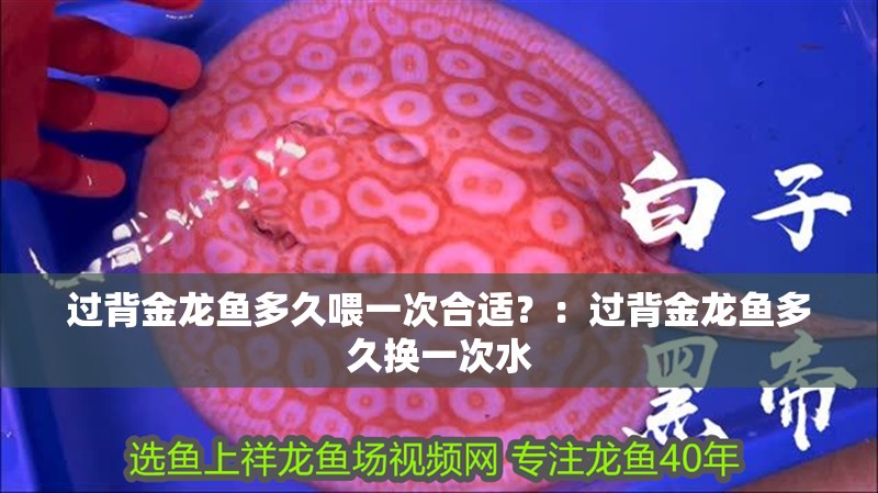 過背金龍魚多久喂一次合適？：過背金龍魚多久換一次水