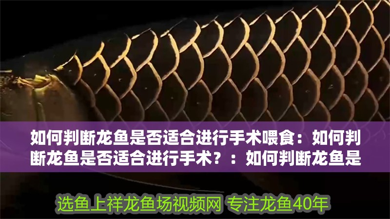 如何判斷龍魚是否適合進行手術(shù)喂食：如何判斷龍魚是否適合進行手術(shù)？：如何判斷龍魚是否適合做手術(shù)
