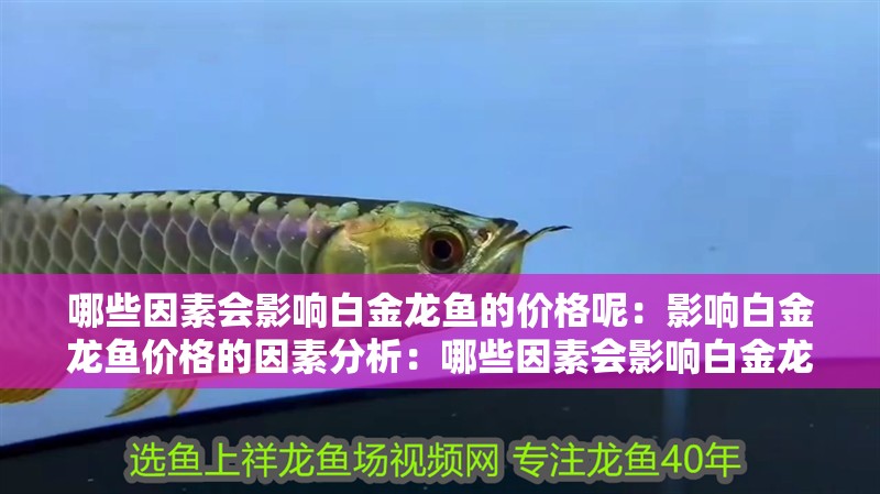 哪些因素會(huì)影響白金龍魚的價(jià)格呢：影響白金龍魚價(jià)格的因素分析：哪些因素會(huì)影響白金龍魚的價(jià)格