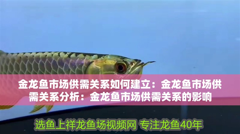 金龍魚市場供需關系如何建立：金龍魚市場供需關系分析：金龍魚市場供需關系的影響