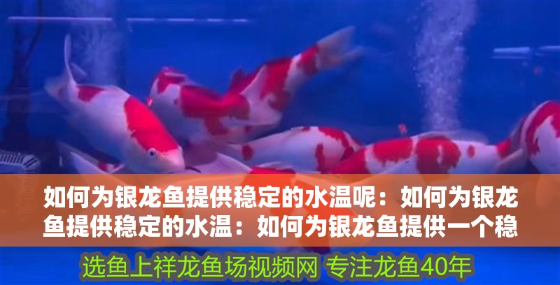 如何為銀龍魚提供穩(wěn)定的水溫呢：如何為銀龍魚提供穩(wěn)定的水溫：如何為銀龍魚提供一個穩(wěn)定的水溫