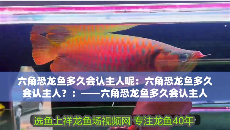 六角恐龍魚多久會認(rèn)主人呢：六角恐龍魚多久會認(rèn)主人？：——六角恐龍魚多久會認(rèn)主人