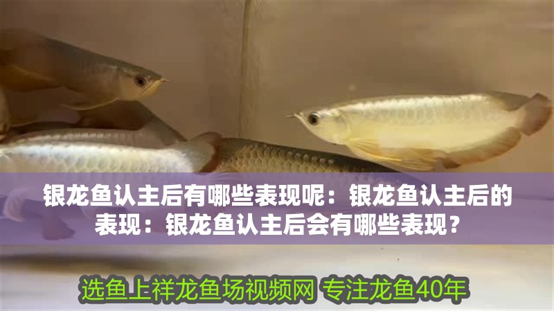 銀龍魚認(rèn)主后有哪些表現(xiàn)呢：銀龍魚認(rèn)主后的表現(xiàn)：銀龍魚認(rèn)主后會(huì)有哪些表現(xiàn)？