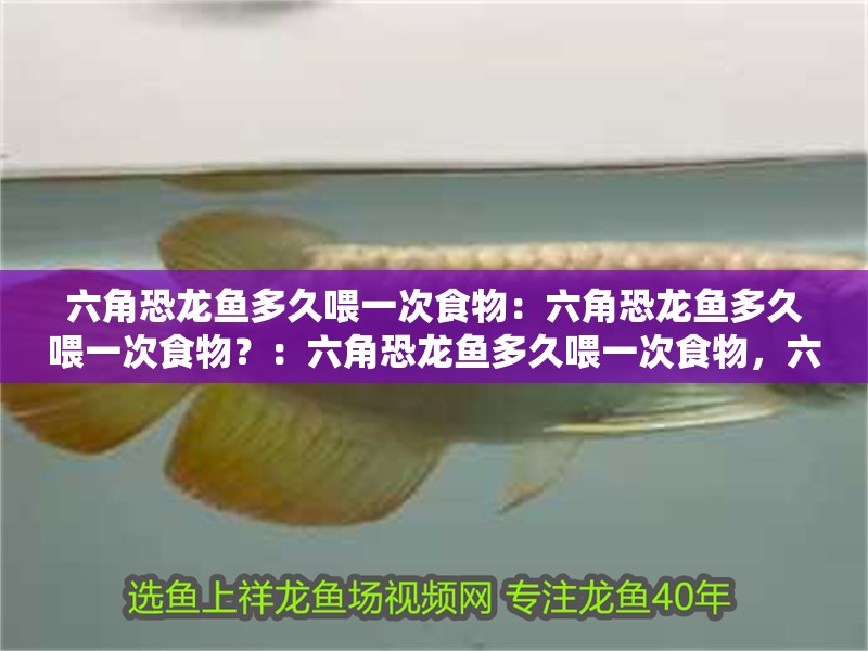 六角恐龍魚多久喂一次食物：六角恐龍魚多久喂一次食物？：六角恐龍魚多久喂一次食物，六角恐龍魚多久喂一次食物合適