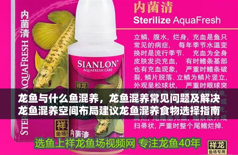 龍魚與什么魚混養(yǎng)，龍魚混養(yǎng)常見問題及解決龍魚混養(yǎng)空間布局建議龍魚混養(yǎng)食物選擇指南