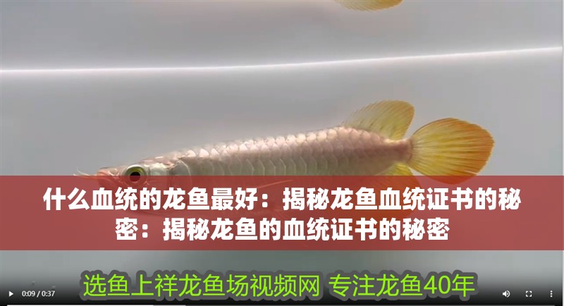什么血統的龍魚最好：揭秘龍魚血統證書的秘密：揭秘龍魚的血統證書的秘密