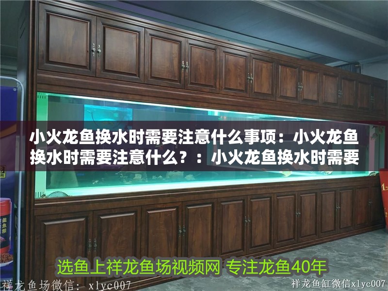 小火龍魚換水時需要注意什么事項：小火龍魚換水時需要注意什么？：小火龍魚換水時需要注意的事項