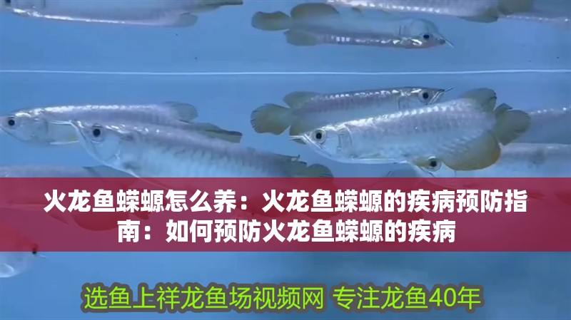 火龍魚蠑螈怎么養(yǎng)：火龍魚蠑螈的疾病預防指南：如何預防火龍魚蠑螈的疾病