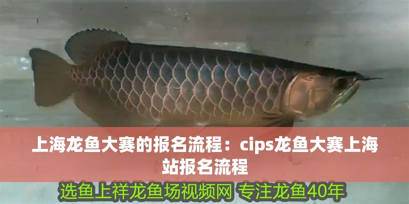 上海龍魚大賽的報名流程：cips龍魚大賽上海站報名流程